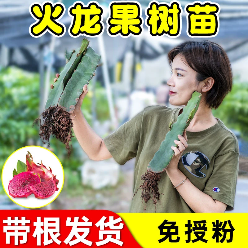 红心火龙果苗盆栽黄肉地栽庭院阳台南北方种植果树苗当年结果高产