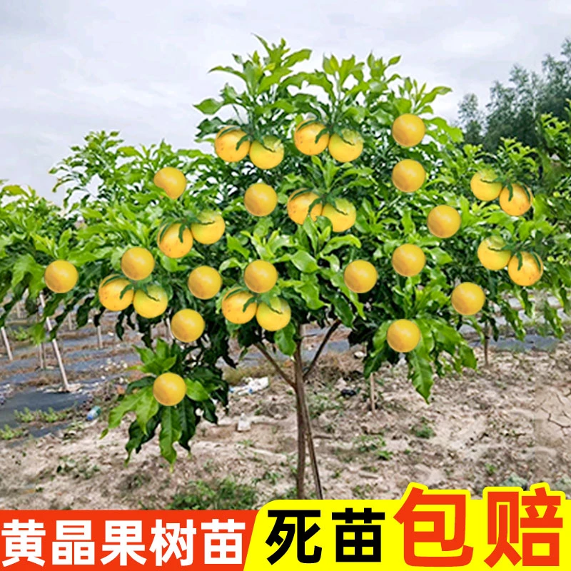 精选黄晶果树苗嫁接冬晶果苗南方庭院盆栽种植树苗黄金果树果苗