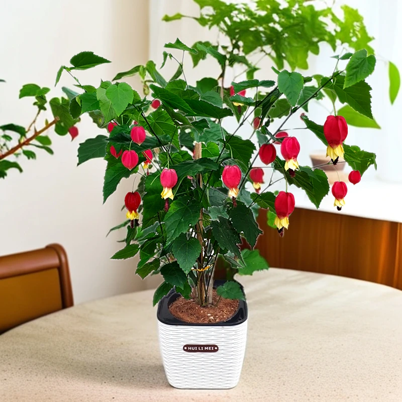 灯笼花四季开花卉爬藤植物阳台热销客厅卧室好养易活盆栽净化空气