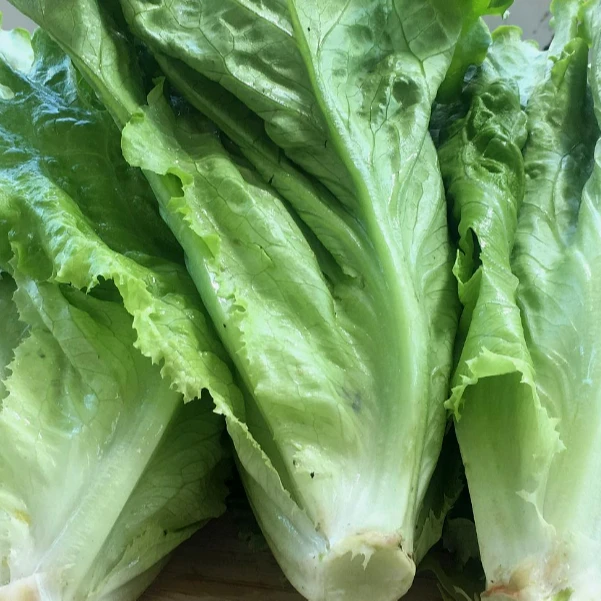 生菜约一斤