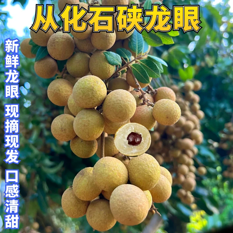 【从化本地石硖龙眼】从化流溪石碣龙眼新鲜桂圆时令水果脆甜口感好