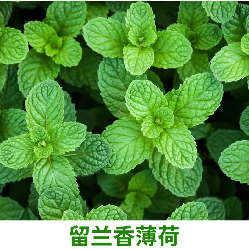 驱蚊薄荷夏季耐热种子可食用调味香草室内阳台盆栽简单四季多年生