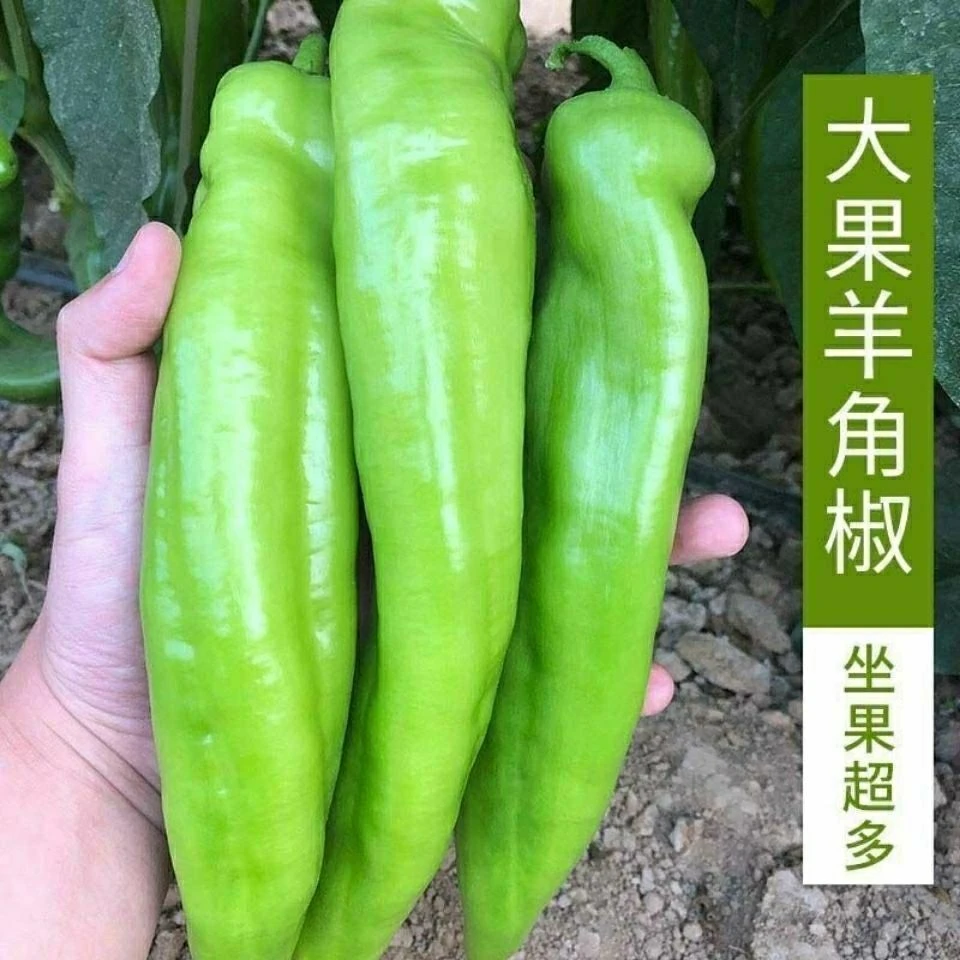 羊角椒种子辣椒种子牛角椒薄皮椒蔬菜种子阳