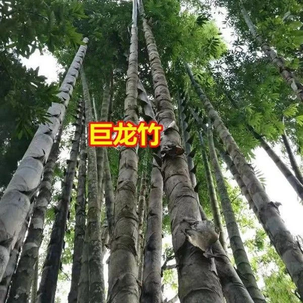 大型楠竹种子巨龙竹种子易种可食用竹笋种植四季长