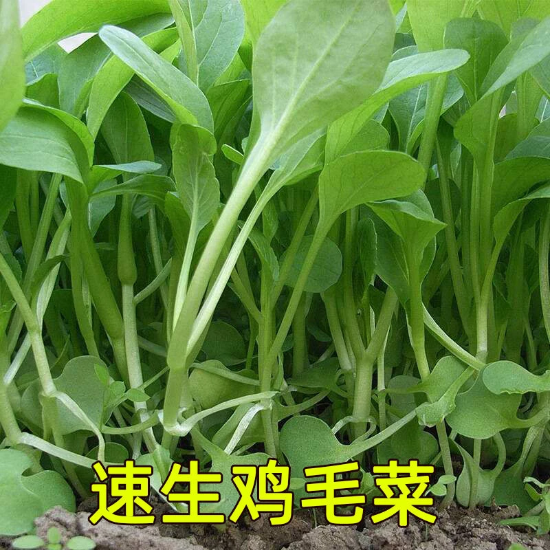 鸡毛菜种子种籽18天四季小白菜青菜油菜上海青阳台盆栽蔬菜蔬莱