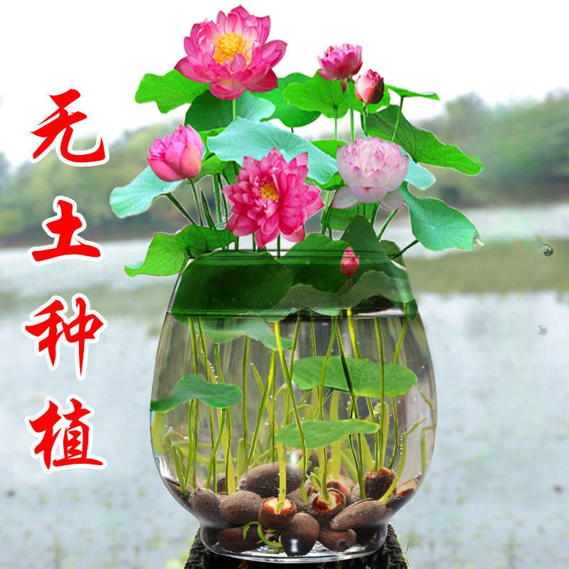 四季碗莲开口无土水培植物荷花盆栽观花植物花种四季水生睡莲花籽
