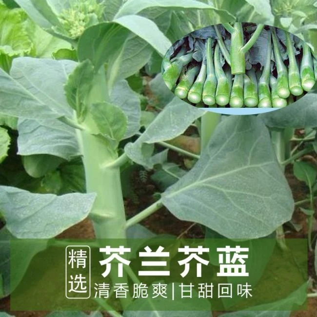 芥蓝种子芥兰菜种子夏季种菜园种植耐热蔬菜种子农家四季播种