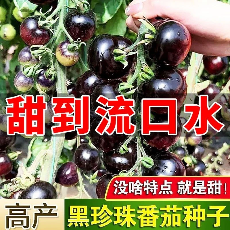 糖水黑珍珠番茄种子黑西红柿种子耐热耐寒阳台盆栽播种水果种子