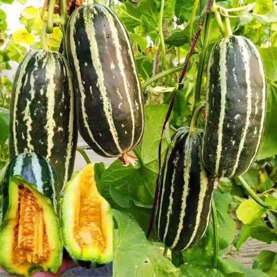 甜掉牙花皮甜瓜冰糖脆子甜瓜种籽羊角蜜薄皮香瓜水果