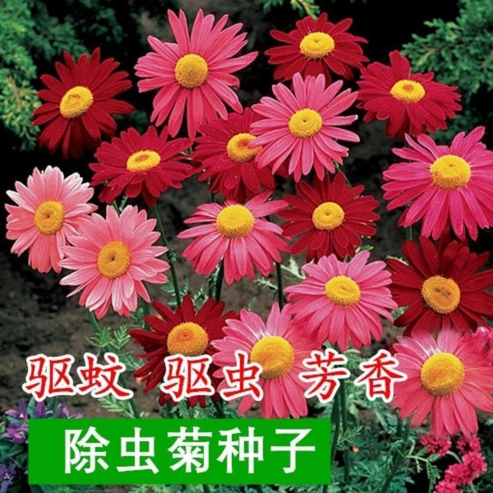 夏季驱蚊虫植物花草盆栽红花除虫菊驱蚊草籽驱苍蝇驱蛇四季播混色