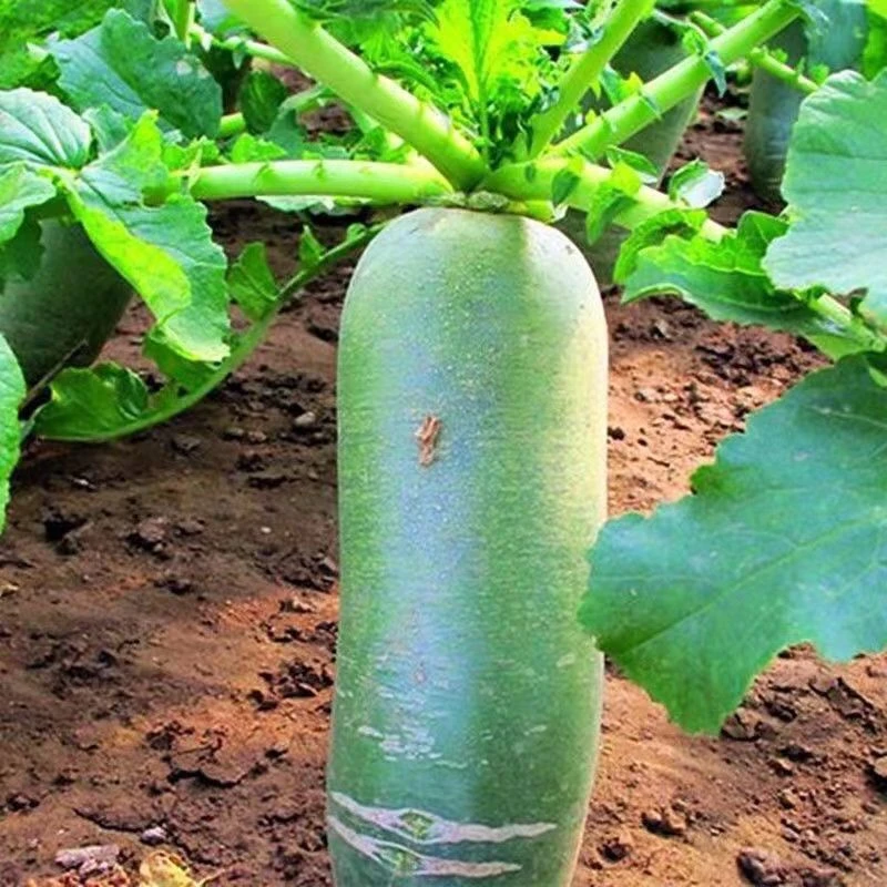 冰糖水果萝卜生吃脆甜农家蔬菜四季阳台盆栽绿萝卜