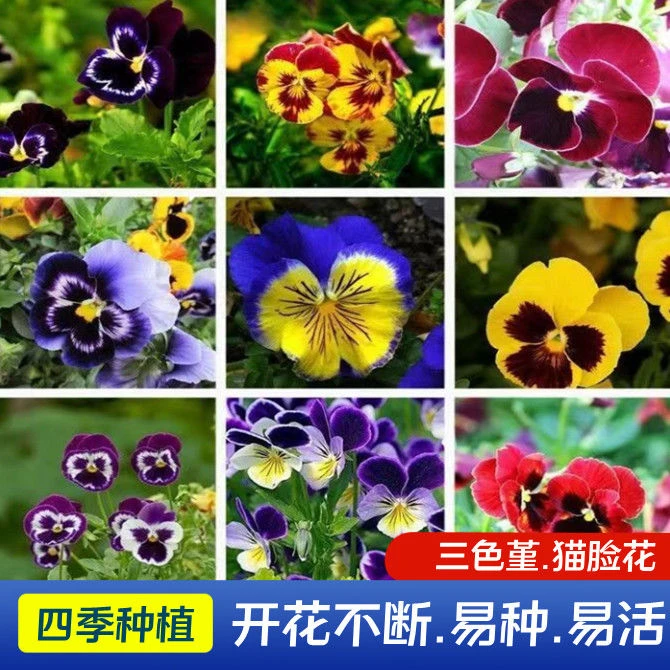 三色堇角堇种子耐寒猫脸花种家庭阳台室内外盆栽四季花卉种籽