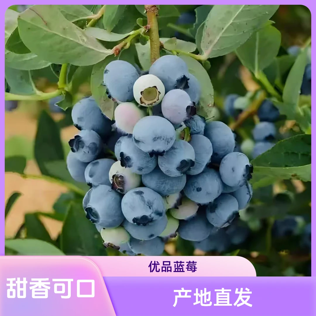【花香甜口蓝莓】优品蓝莓、基地自采新鲜现摘现发，宝妈孕妈搭档