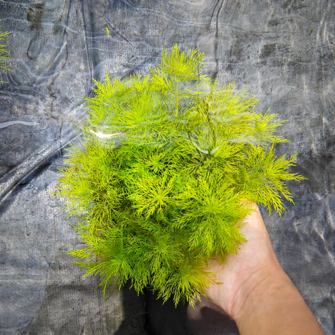 [大宝塔]中后景懒人水草坨草增氧淡水观赏坨装水草