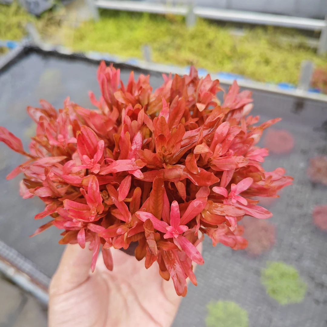 [红豹纹]中后景懒人水草坨草增氧淡水活体植物红草新手懒人坨草