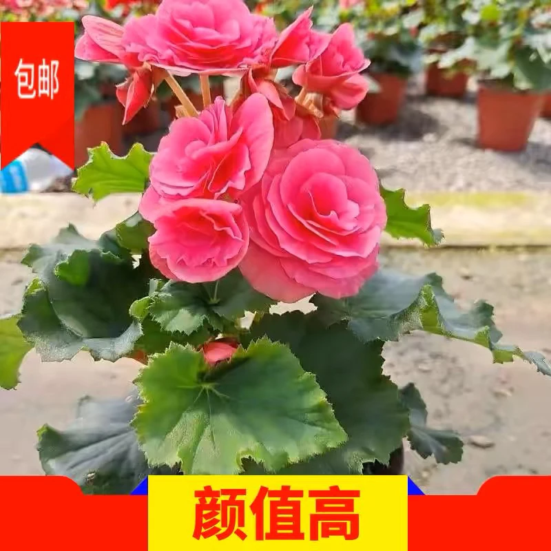 丽格海棠 重瓣带花 四季开花
