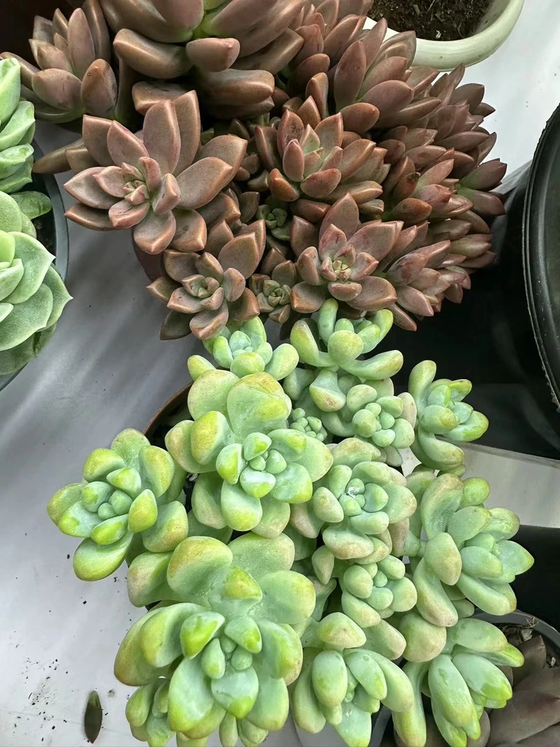 甜心家 天使之泪+姬胧月多肉植物2盆