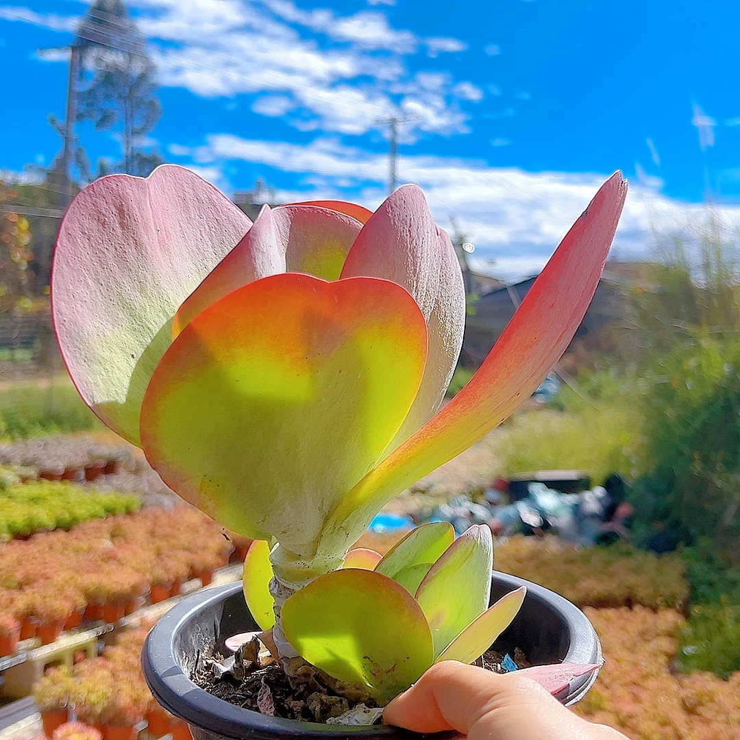 大唐唐印 多肉植物 脱土发货