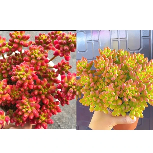 香香春萌 拍一发二多肉植物 带盆带土 皮实好养