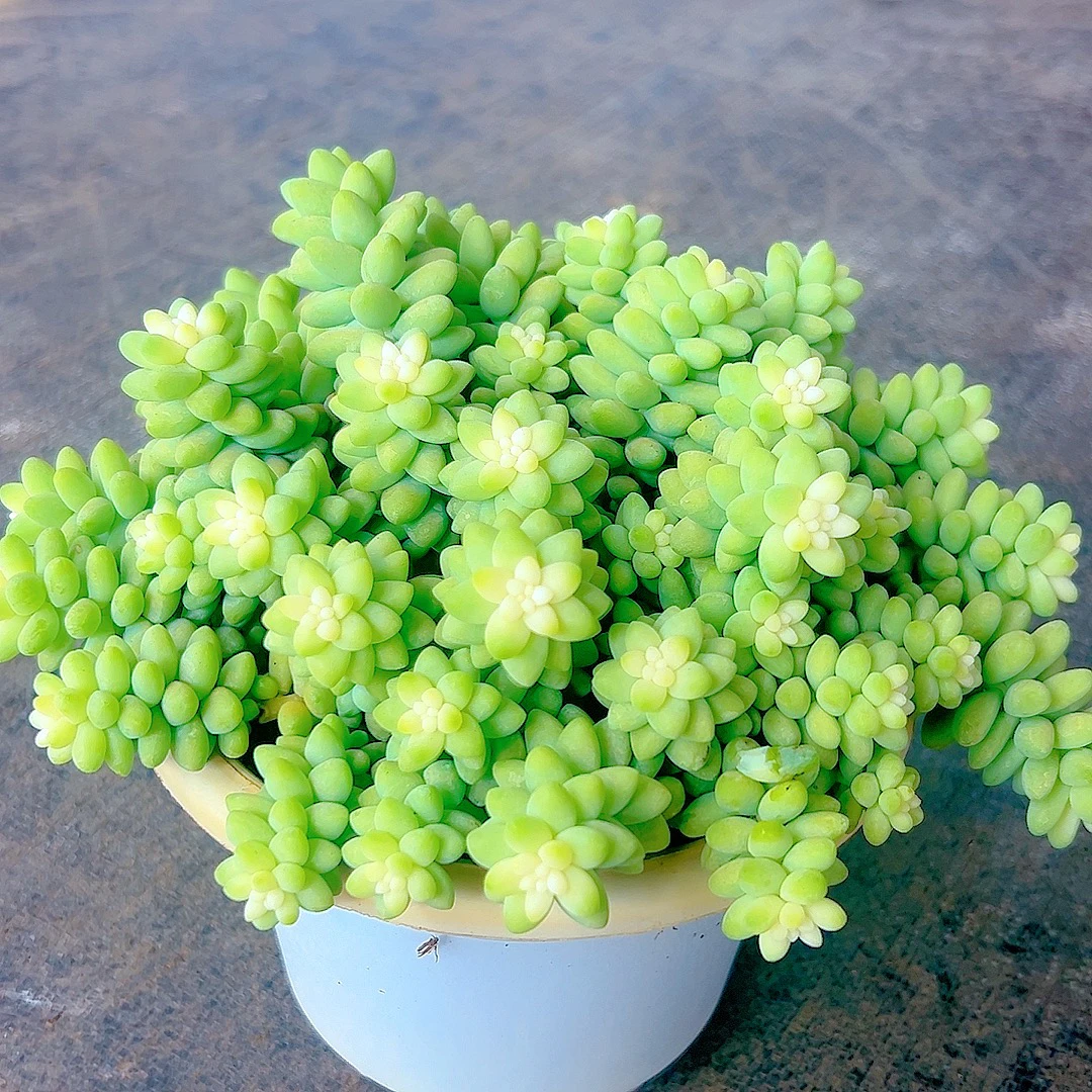 雪花玉坠 多肉植物 带盆发货