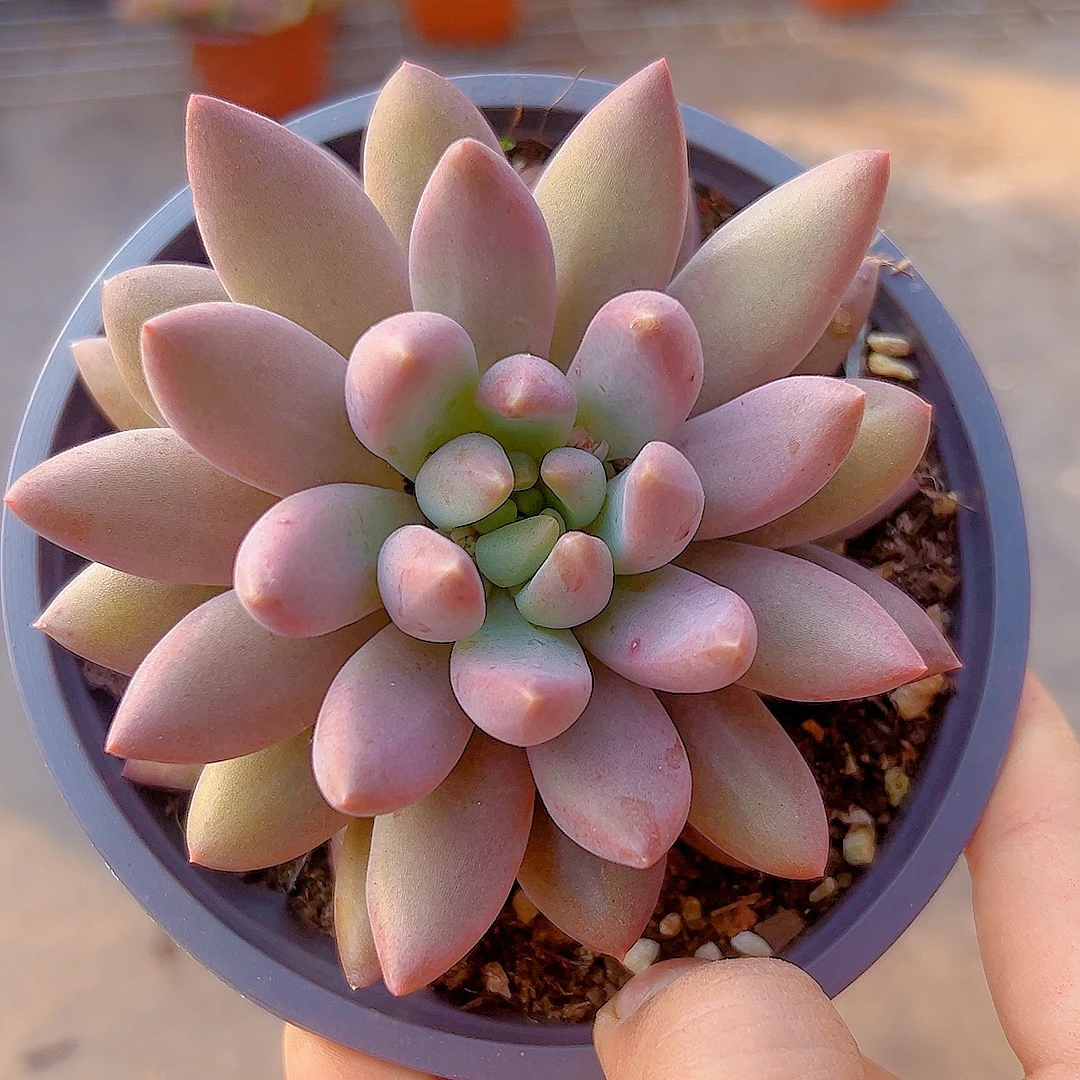红蜻蜓 多肉植物 脱土发货