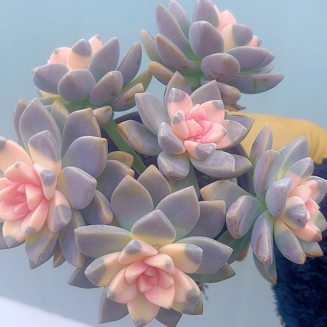樱花景➕蓝苹果 多肉植物 带盆发货