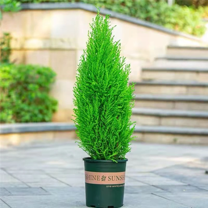 观叶植物香松盆栽净化空气盆景可地栽多年生木本四季常绿冬季耐寒