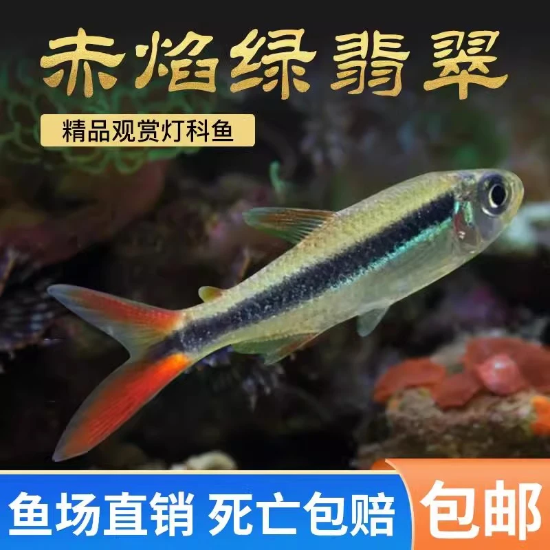 赤焰绿翡翠灯鱼小型灯鱼稀有品种红尾炽焰翡翠绿灯鱼活体观赏鱼