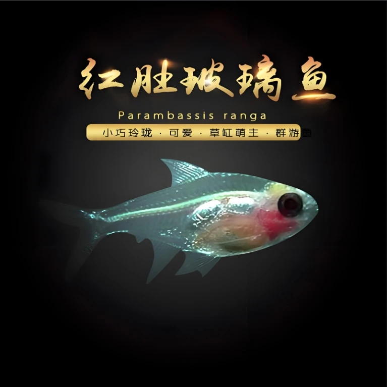 红肚玻璃灯淡水热带小型灯科鱼草缸群游鱼活体好饲养「超萌好物」