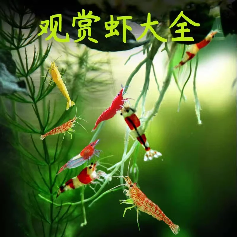 观赏活体水晶宠物樱花极火淡水大和黑壳草缸鲜活除藻工具米虾苗螺