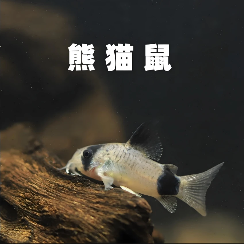 熊猫鼠鼠鱼小型工具鱼鱼缸清洁鱼鼠鱼好饲养「超萌好物」