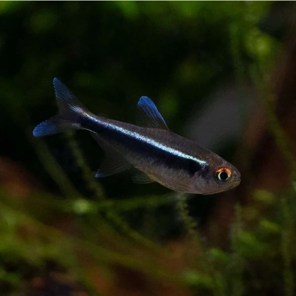 家养热带鱼专属鱼小型灯科鱼合集草缸群游鱼热带鱼观赏鱼活体发货