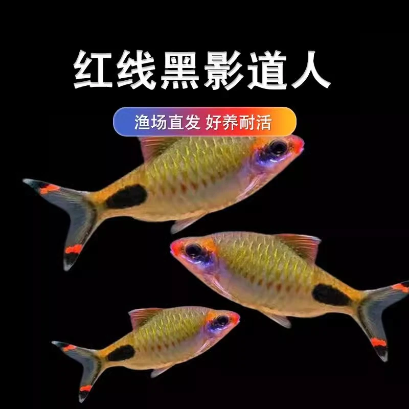 红线黑影道人鱼群游观赏鱼中高端鱼热带鱼原生