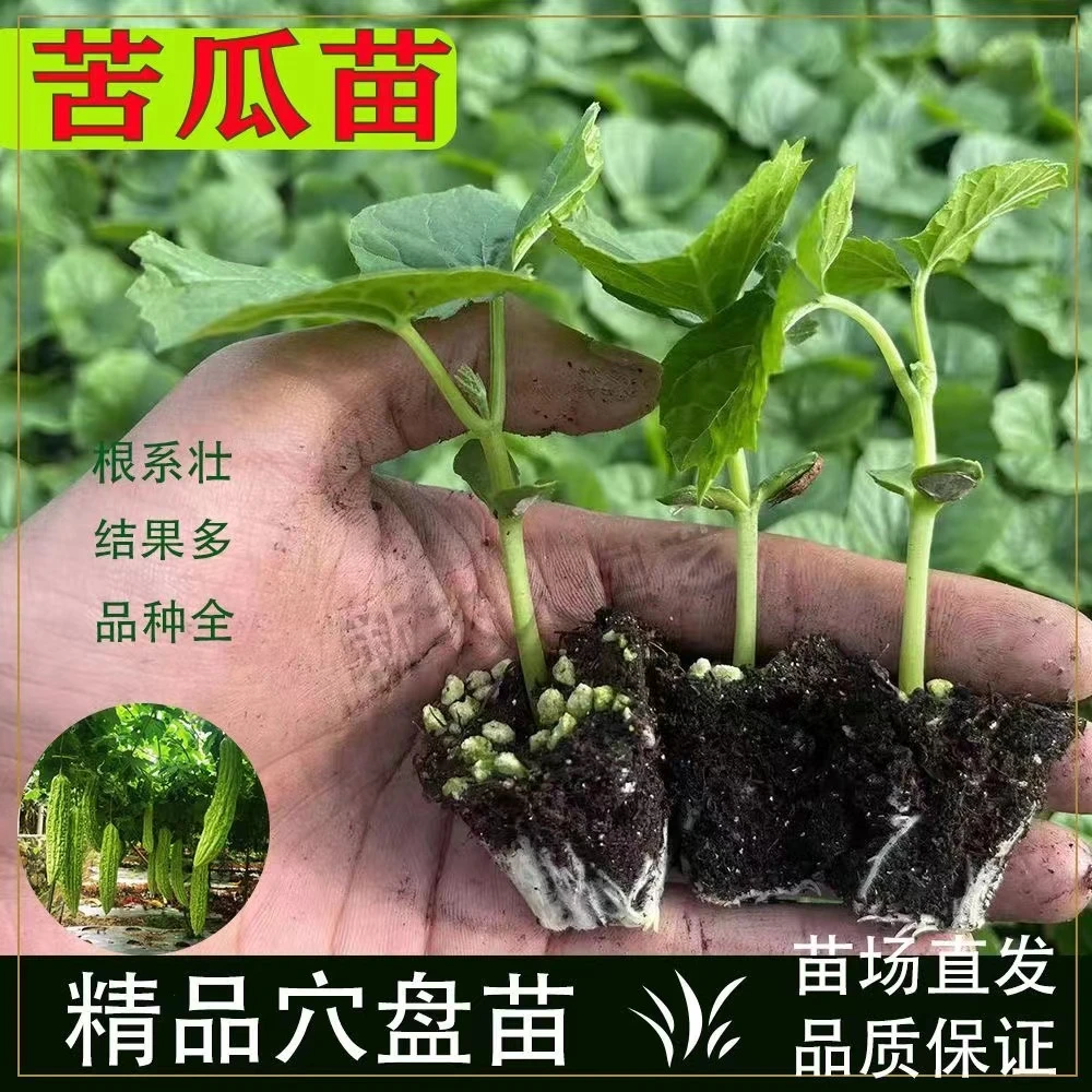 苦瓜苗苦瓜秧苗早熟高产苦瓜苗大肉苦瓜苗青苦瓜苗带土发货