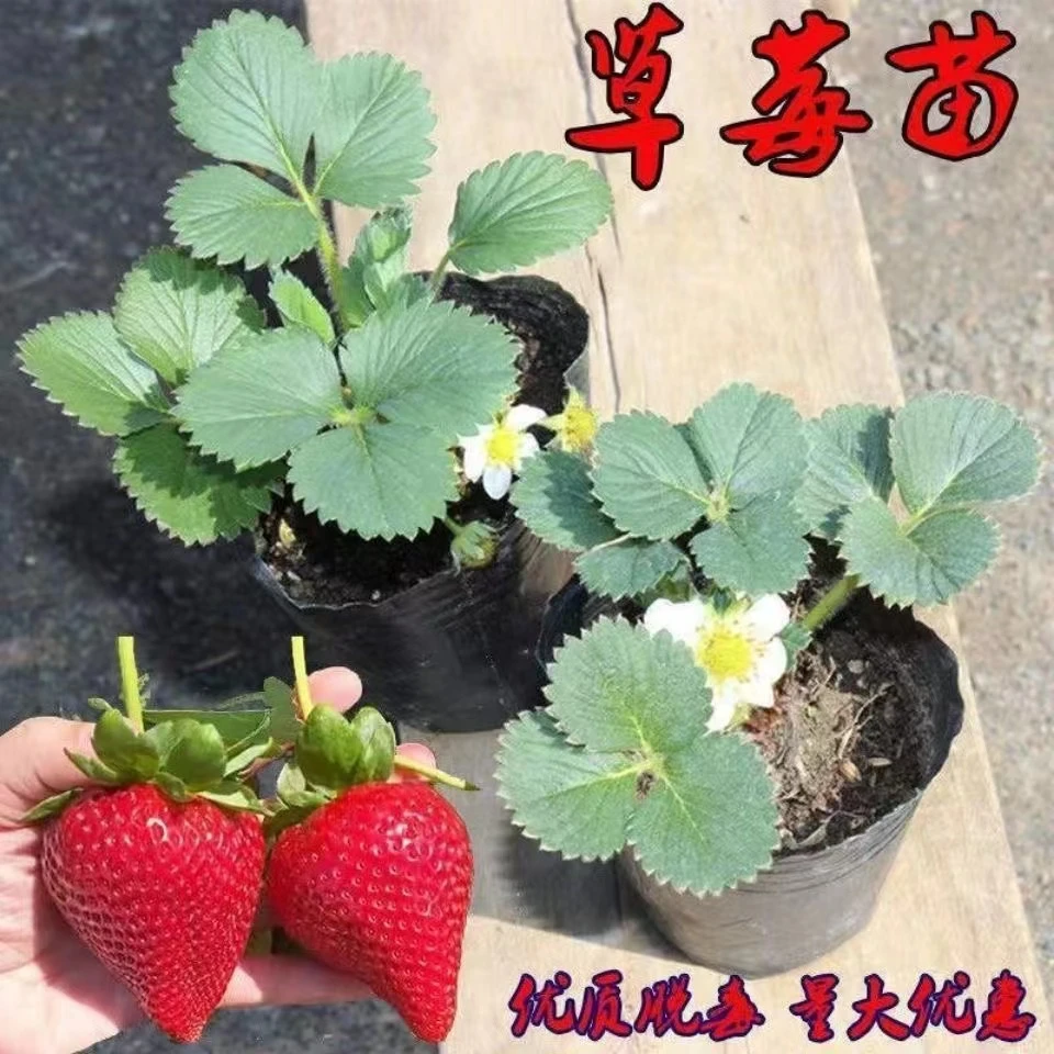 四季草莓苗奶油草莓红颜草莓盆栽苗原盆原土发货