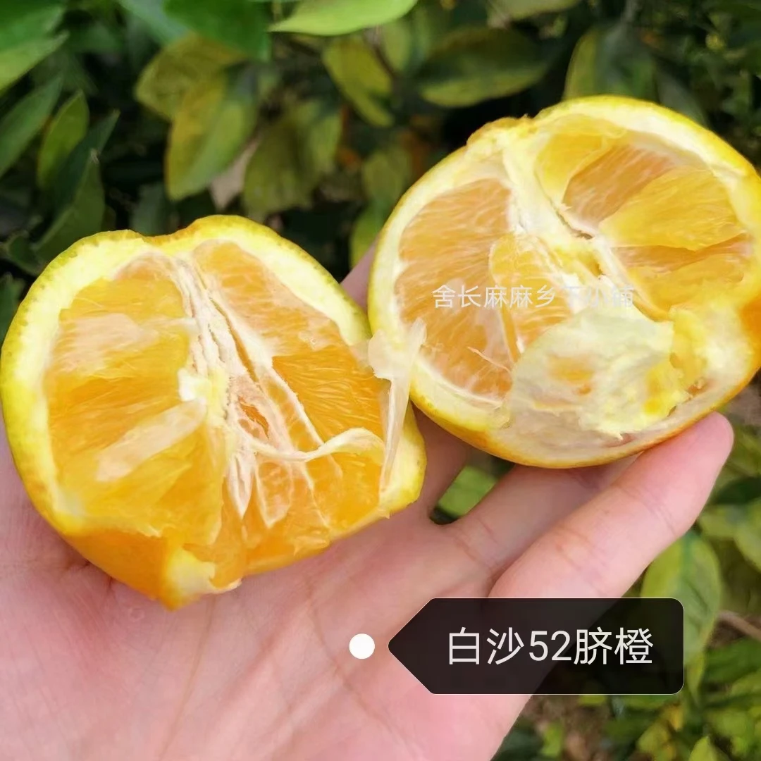 福建福州闽侯白沙52号脐橙老树正宗农家果园直采包邮新鲜现摘现发