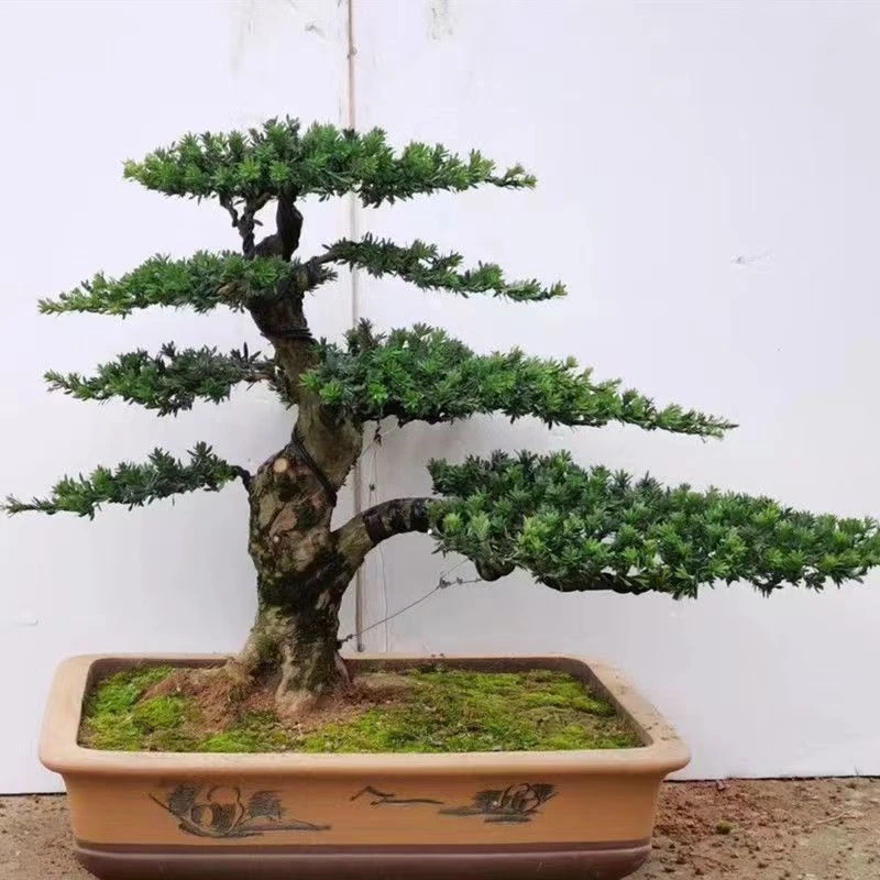 罗汉松盆景老桩松树迎客松造型花卉盆栽真柏黄杨五针松室内外好养