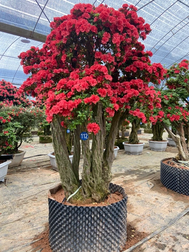 杜鹃花石楠花老桩庭院绿植四季开花美观花卉映山红紫薇树