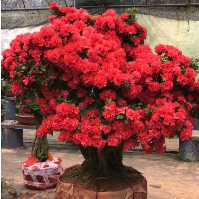 丹东杜鹃花石楠花老桩多品种基地花卉直发植物