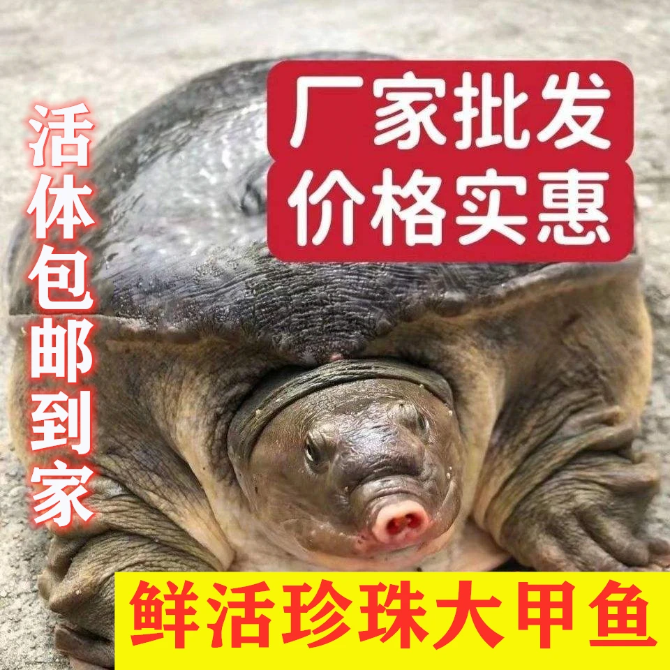野外塘生态珍珠鳖大甲鱼2-15斤老鳖鲜活食用大甲鱼活体包邮到家