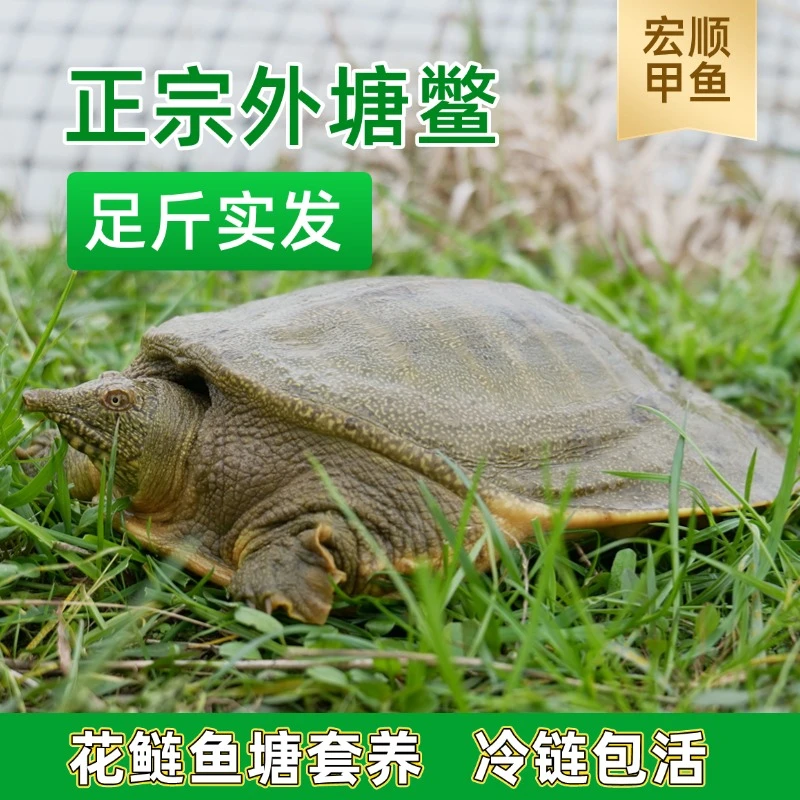 【宏顺甲鱼】直播现场改价（福利瑕疵）外塘生态鲜活甲鱼中华鳖