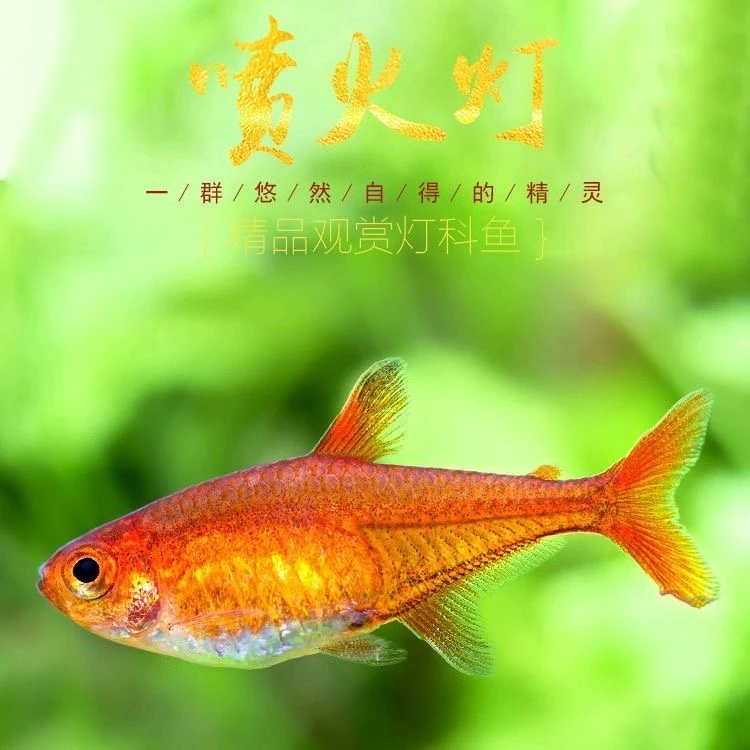 喷火灯火焰灯鱼小型草缸热带观赏鱼群游好养活小型灯科鱼
