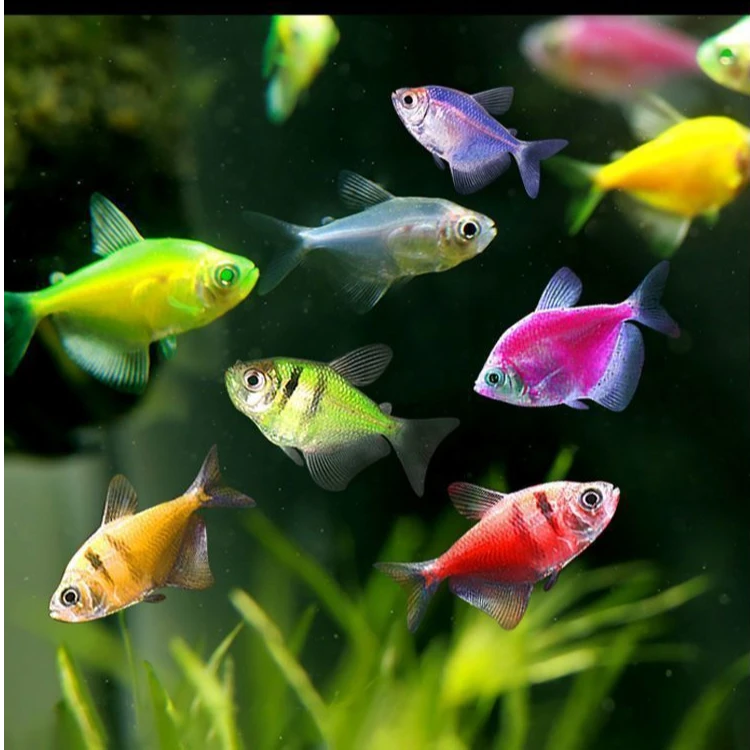 混色糖果天使虎纹天使观赏鱼小型热带鱼好养包活包邮