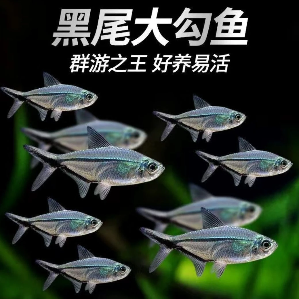 黑尾大勾鱼群游皮实好养草缸小型热带观赏鱼