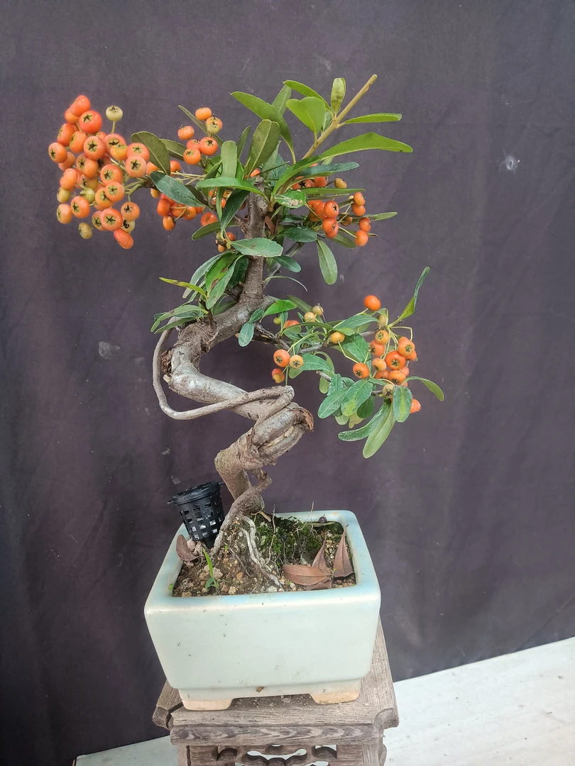 小品盆景盆载开花挂果盆景素材