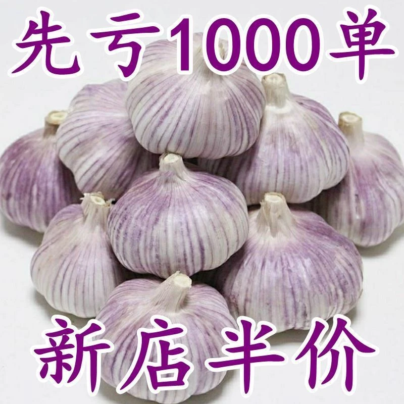 山东紫皮大蒜头整箱新干蒜蒜头紫白皮新鲜大蒜头食用蒜100g