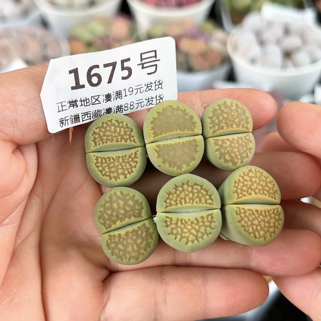 好养易活生石花大母本1675
