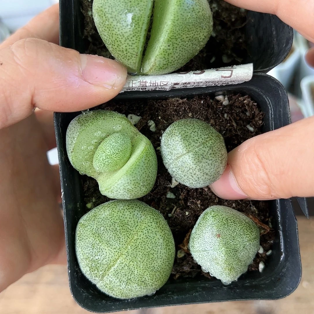 好养易活生石花大母本1505