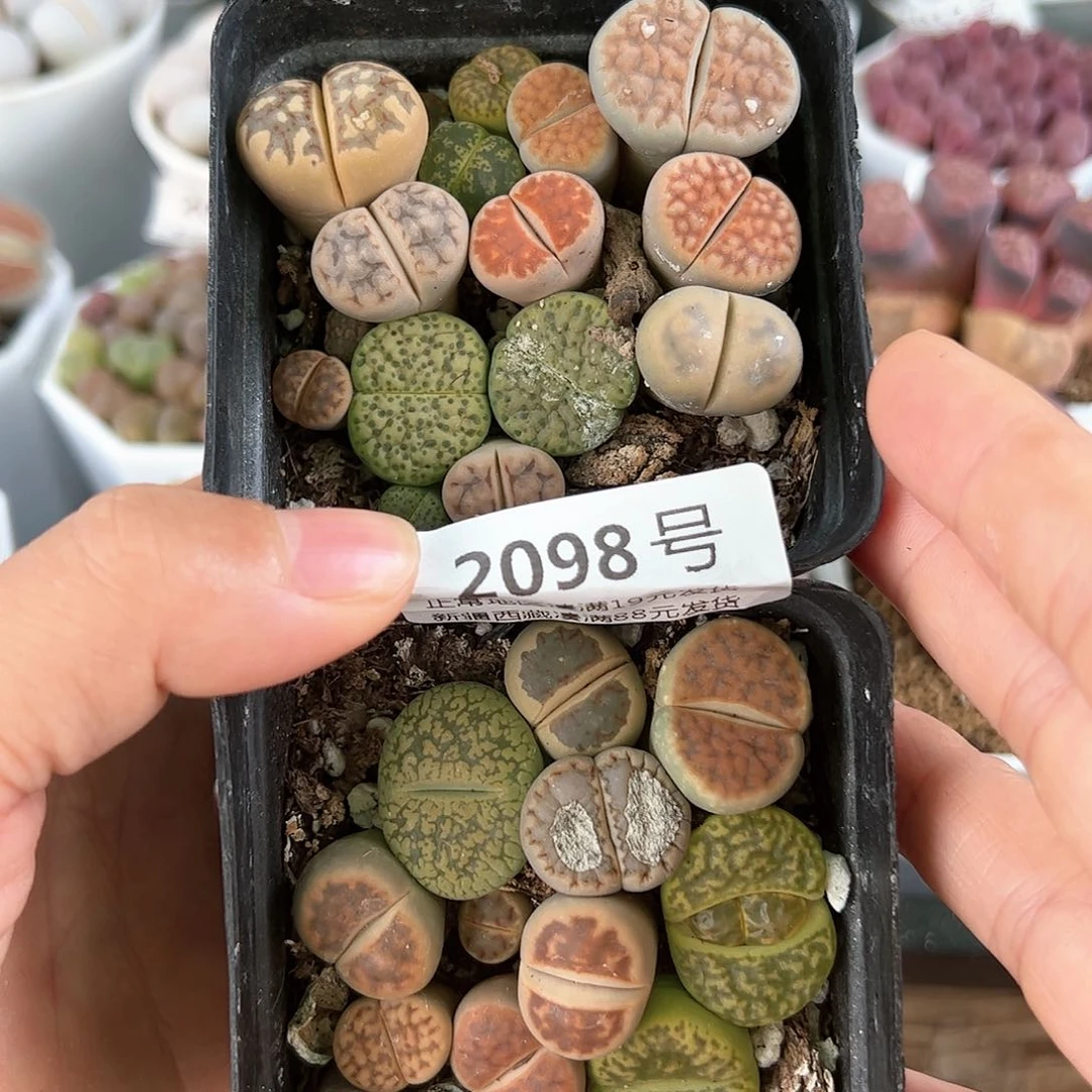 好养易活生石花大母本2098