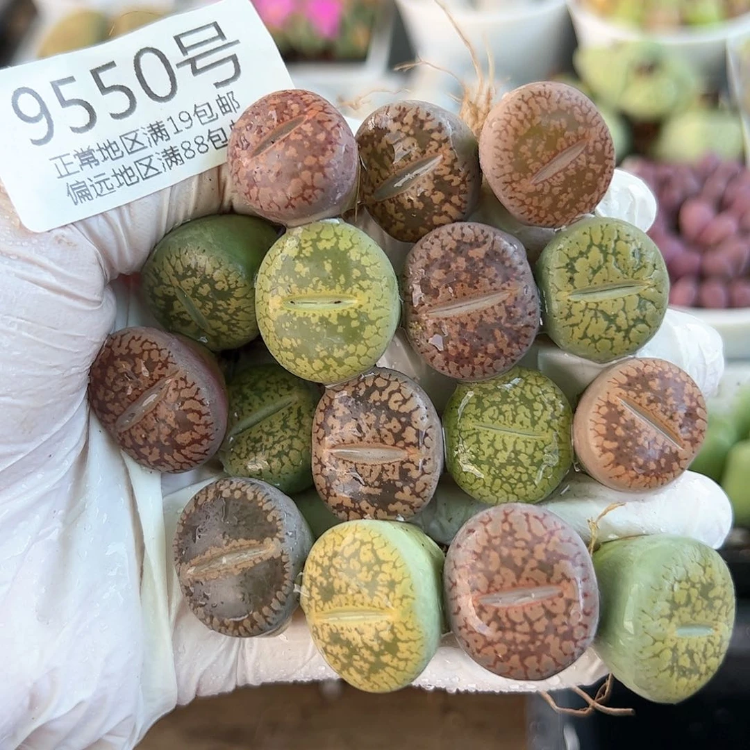 9550日轮彩套16颗mo mo